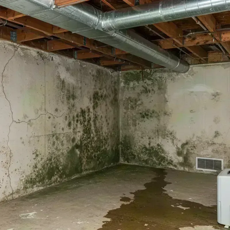 Professional Mold Removal in Monongah, WV